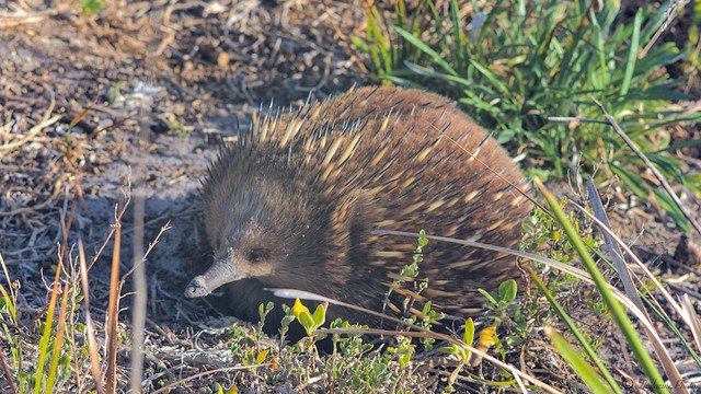 An echidna as it pauses during it's hunt for ants.  The end of it's nose covered in white grey sand.  The low sun from the right glows on the brown fur, highlighting it's long yellowish spines with black tips, and lighting up the left side of it's face.  The ground is sandy, mostly covered by low green and brown shrubbery.