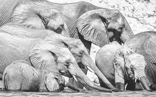 Elephants seeming to line up by size, all drinking from the river with outstretched trunks. 