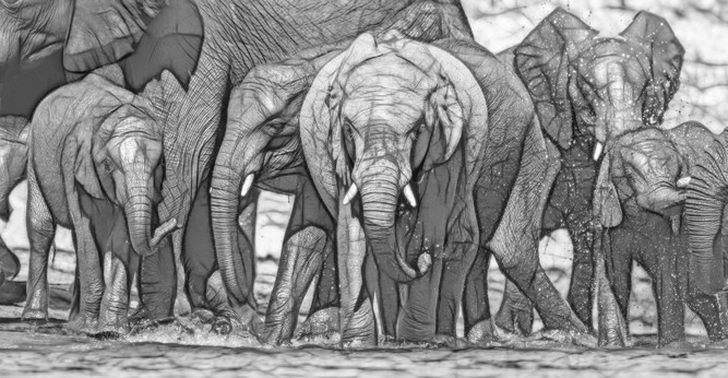 A group of elephants at the shallow water of the chobe River; black and white, Artistic sketch look. 