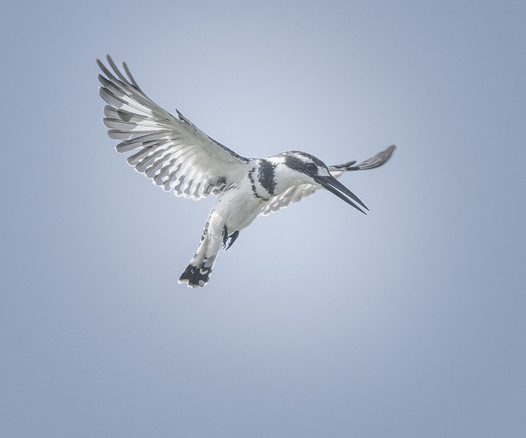 A Pied Kingfisher hovering in midair in Botswana Africa. 