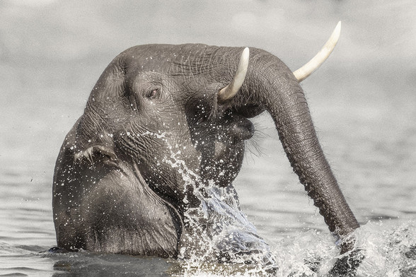 Head and shoulders side view of a young elephant splashing around in the Chobe River.