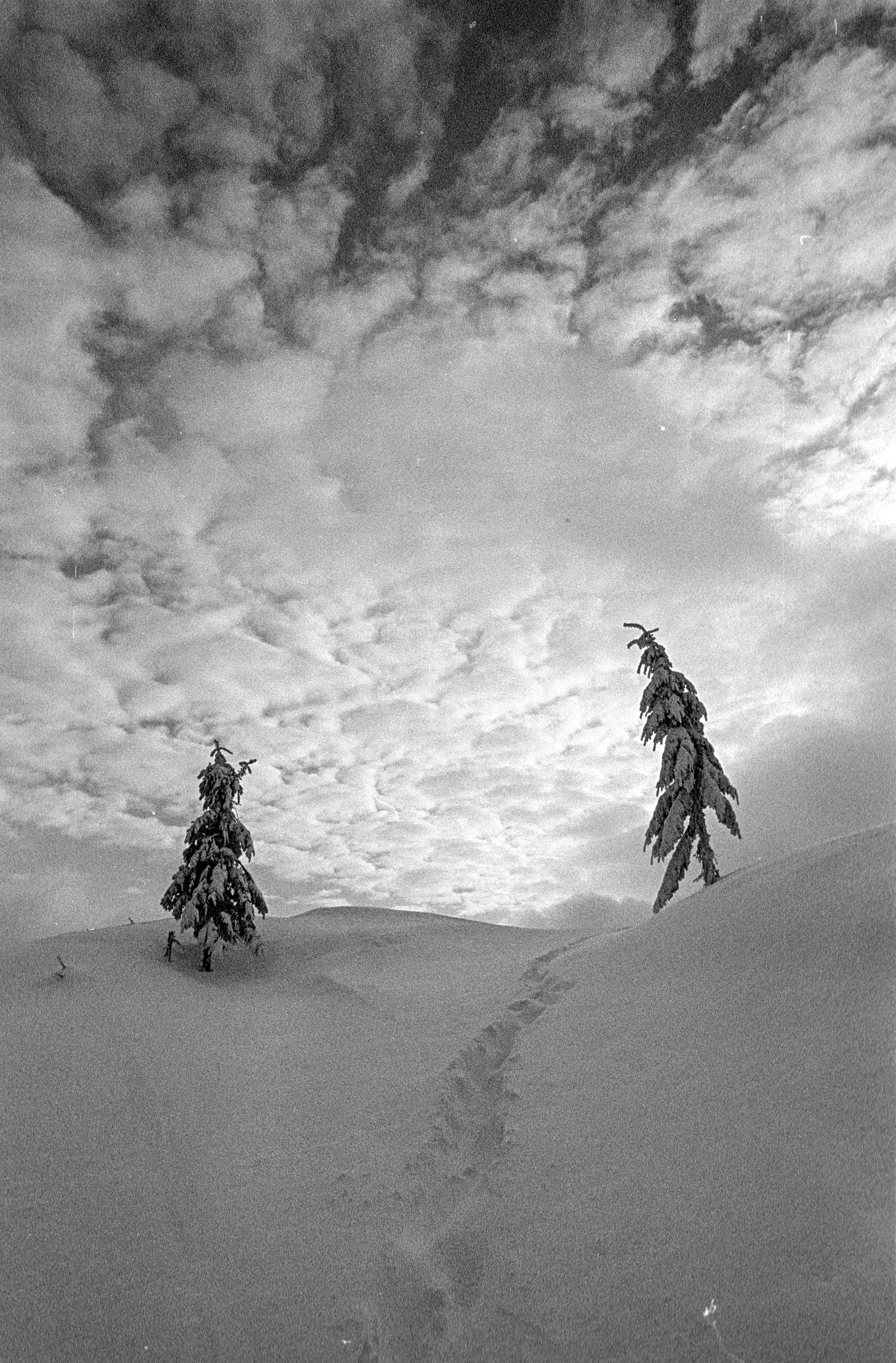 The image is a black and white photograph of two trees in a snowy hill.
The trees are covered with snow. The slope is covered with pristine snow. Only between two trees is a path of human footprints.

The sky occupies more than half of the image. It is covered with small clouds through which you can see the sky