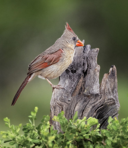 Female cardinal perched on a stump