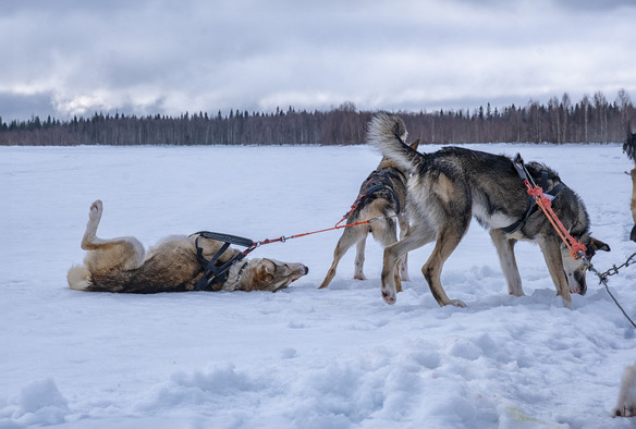 Alaska huskies playing in the snow after pulling sleds in Lapland near Vikajarvi, Finland