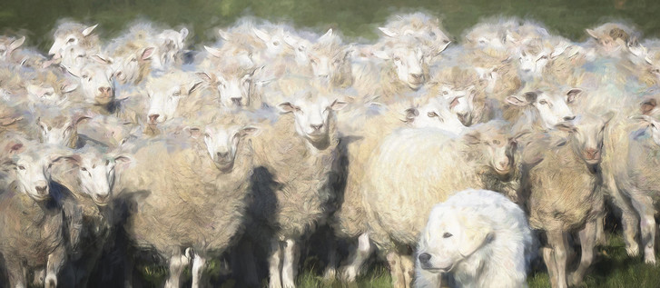 A herd of sheep crowded together, processed in an artistic way, complete with their companion dog.