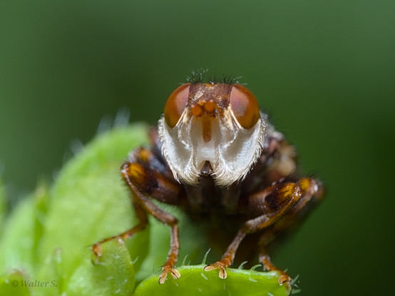 A reddish-brown fly with a white face looking directly at the camera