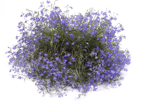 Beautiful blue lobelia 