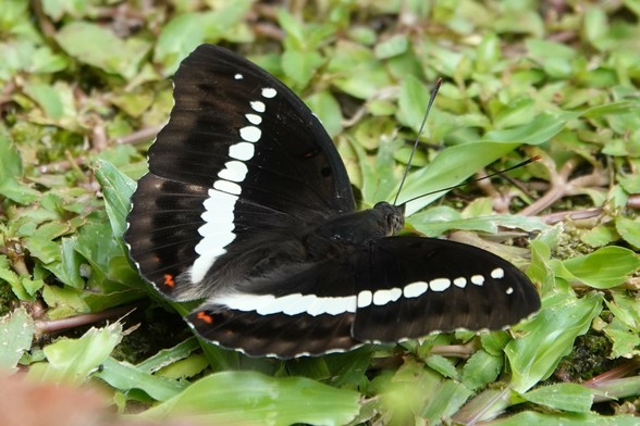 A dark butterfly with a white band running across the wings. Two small white dots are at the tips of the forewings, and two small red dots are found on the wings near the tail.