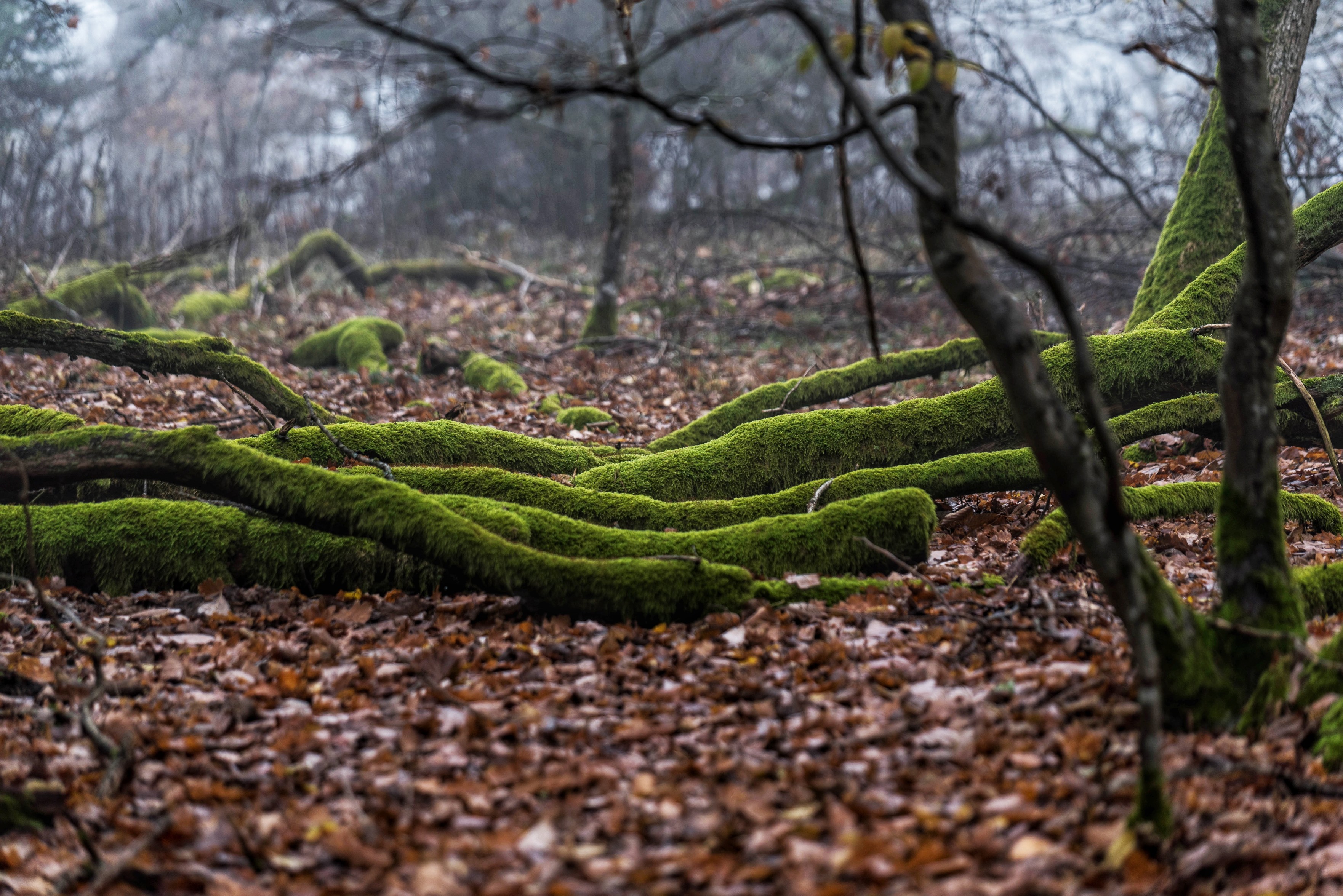 Es liegen unterschiedlich dicke mit Moos bewachsene Baumstämme auf dem mit Laub bedeckten Waldboden.

Tree trunks of varying thicknesses covered in moss lie on the forest floor covered in leaves.