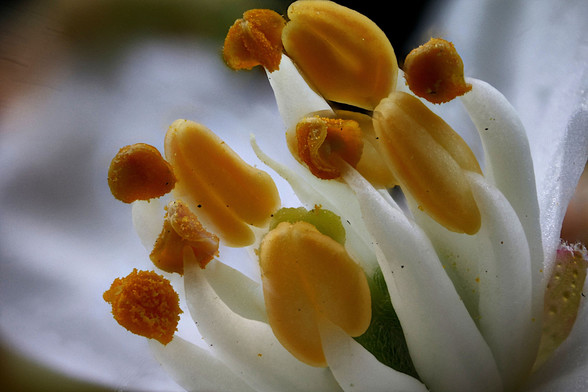 4X Macro  Mexican Orange Reproductive Parts