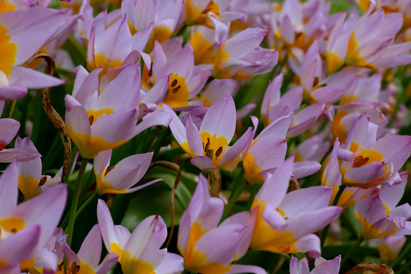 Harlequin Flowers