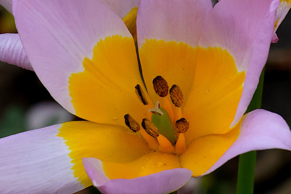 Heart of the Harlequin Flower