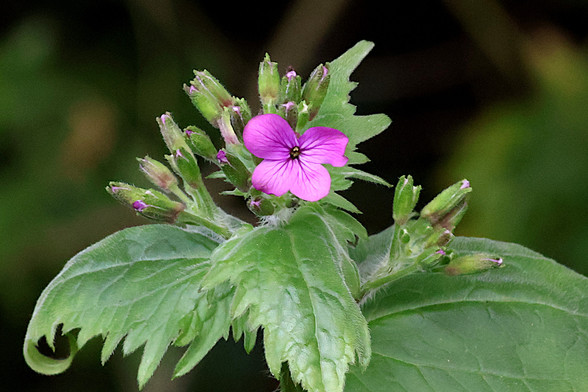 Honesty Flower & Buds
