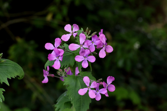 Honesty Flowering