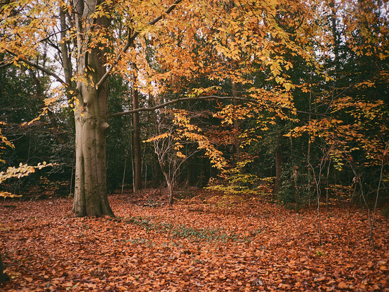 A large beech tree stands to the left of this colour image, its leaves bright yellow in the autumn sun. A small tree stands further right, and the floor is carpeted with orange leaves.