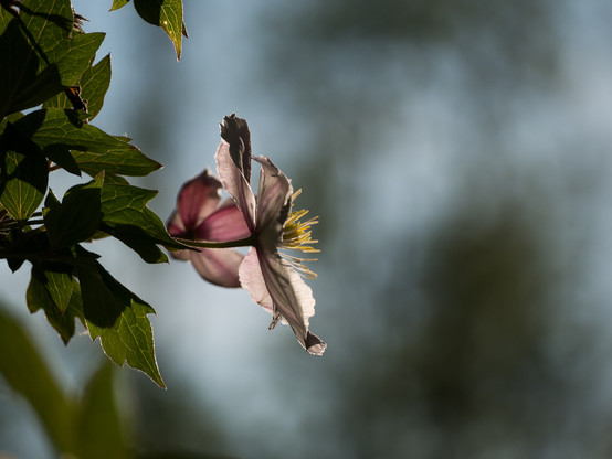 Blüten der Clematis im Profil gegen abendgrauen Hintergrund.