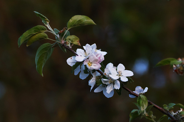 Apple Blossoms