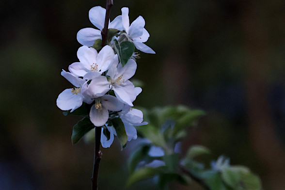 Apple Blossoms