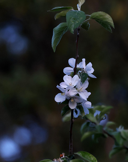 Apple Blossoms