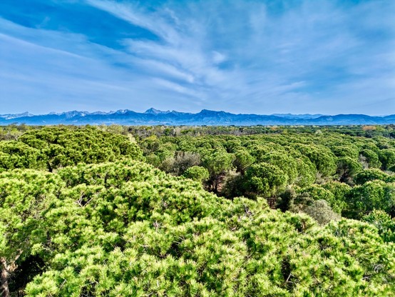 Aerial image of a maritime pines forest, the drone is right above the canopy, and mountains range in the distance. Forest is bright green, range and sky are blue. Sky has some clouds.
