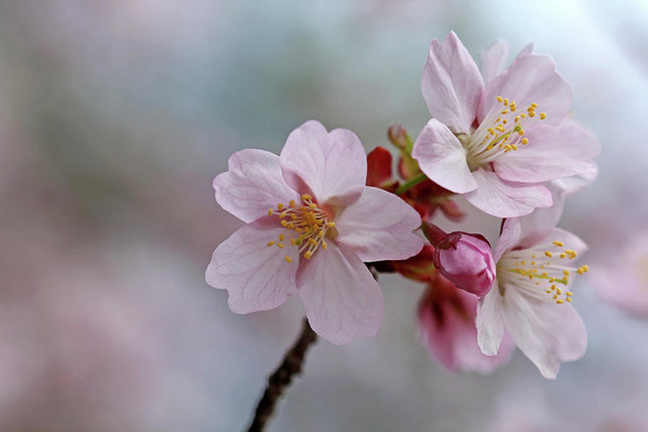 Pink Cherry Blossoms on stem with bud and soft backgrounc