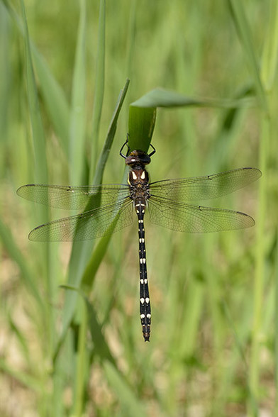 The head of the dragonfly is just above the middle and in the middle of the photo.
It ia a close-up and it is hanging on a leaf of grass.
It is a rear view.