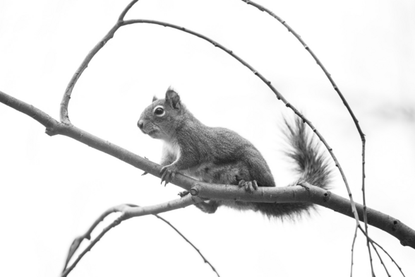 A squirrel sitting on a tree branch