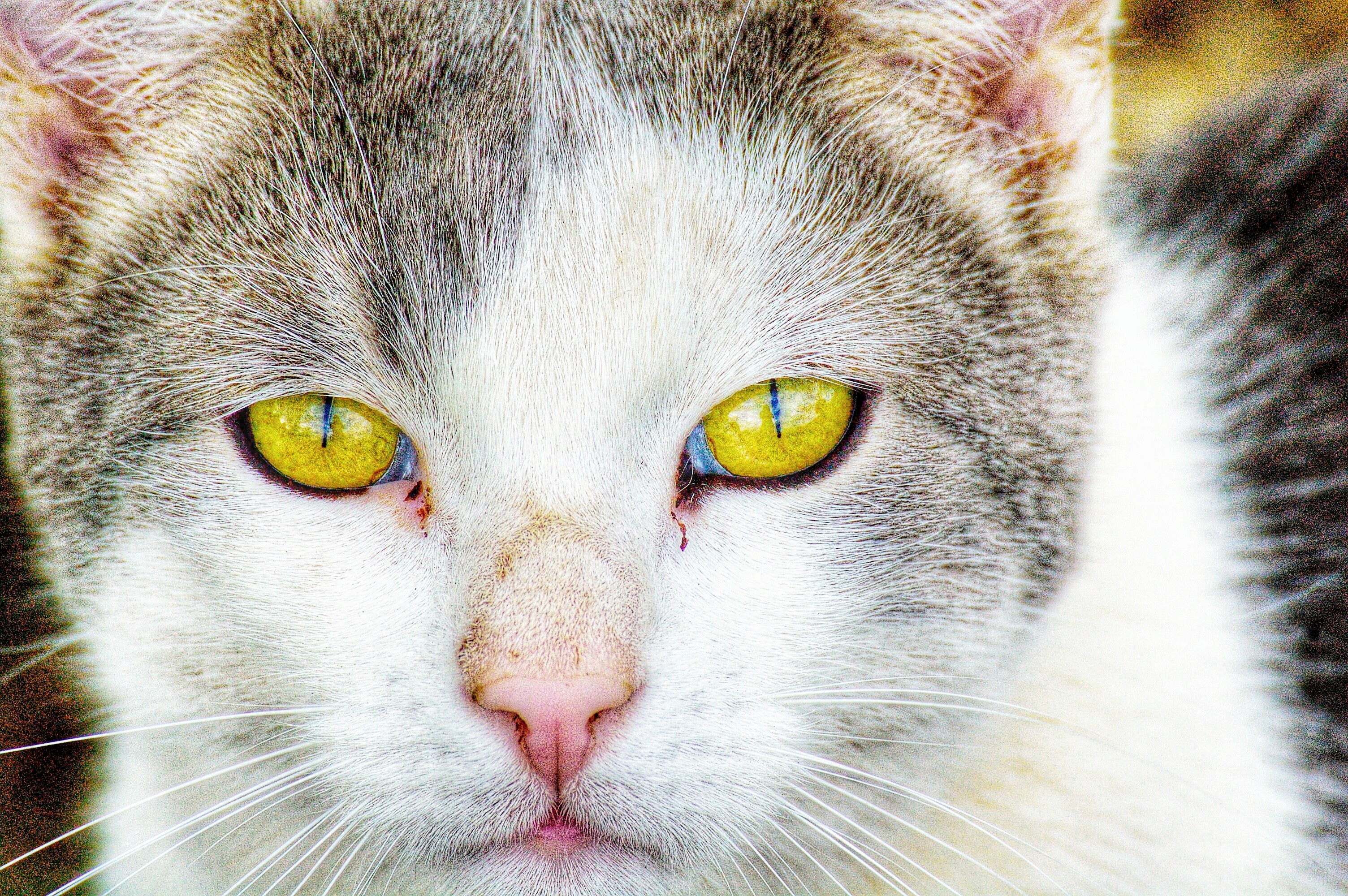 Eine Katze schaut mit fast schon hypnotischen Blick in die Kamera. 

A cat looks into the camera with an almost hypnotic gaze. 