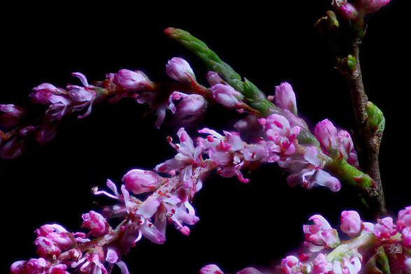 Smallflower Tamarisk