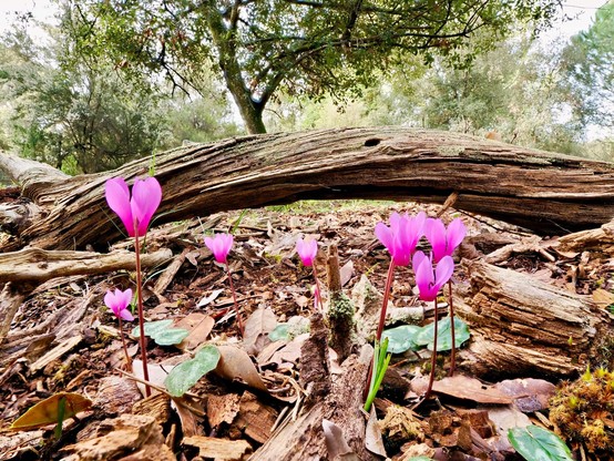 Close up of a group of cyclamens in full bloom. A wooden arch of a fallen treen, several forest tress in the background.