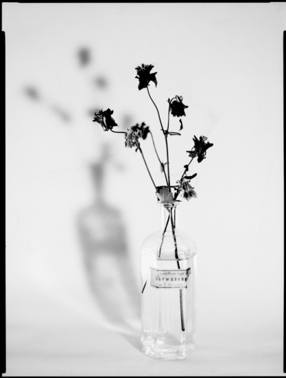 Black&white photo of a dry flower in an old bottle - no film involved. 