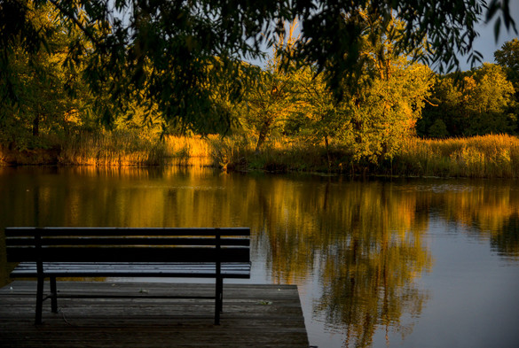 a bench stands at the end of a wooden walkway. the setting sun colors the reeds and the trees by the lake in orange light