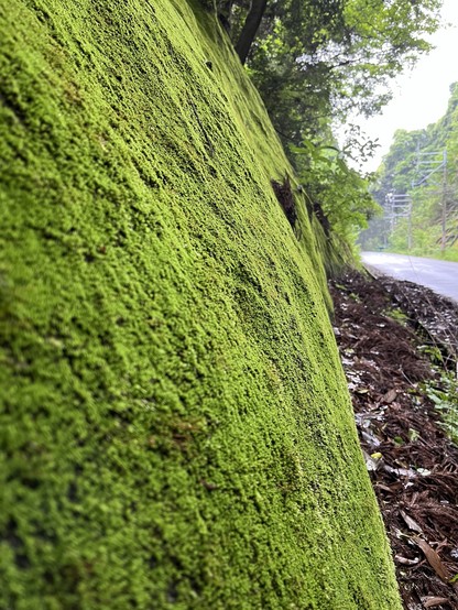Close-up of a fully moss-covered slanted wall, with a blurred road and trees in the background.
