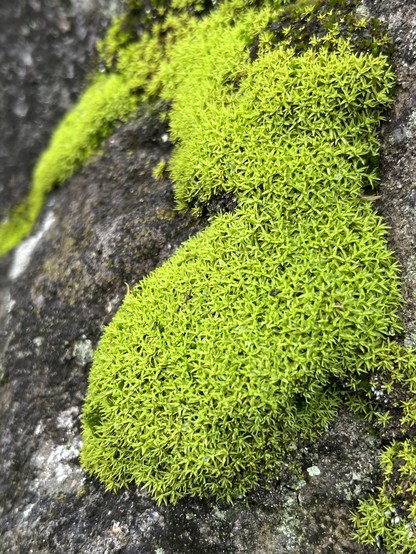 Vibrant green moss growing on a dark, rough stone surface.