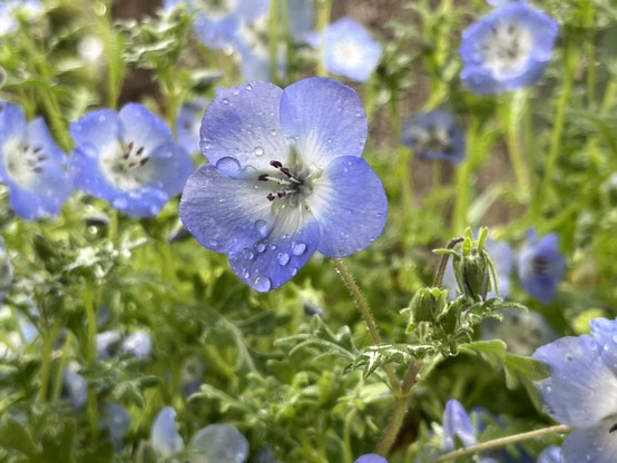 Blue five petal flowers with water droplets on the petals, surrounded by green foliage.