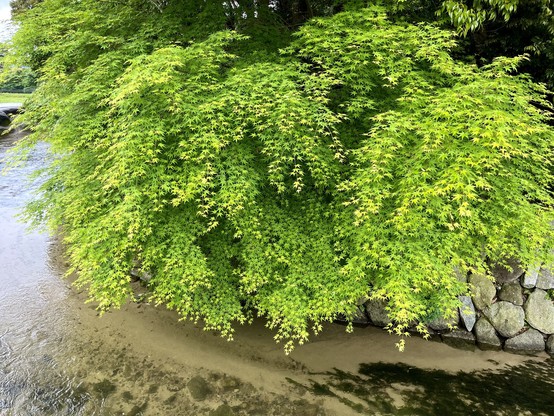 Overhanging green Japanese maple tree foliage above a calm river with a stone embankment.