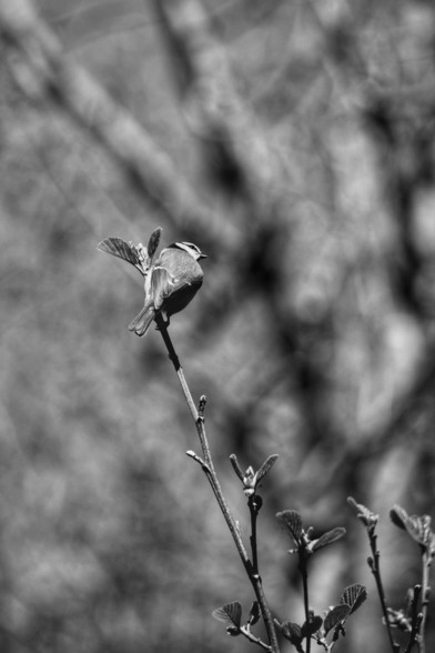Black and white image of a blue tit perched on a slender branch with budding leaves and a blurry background.