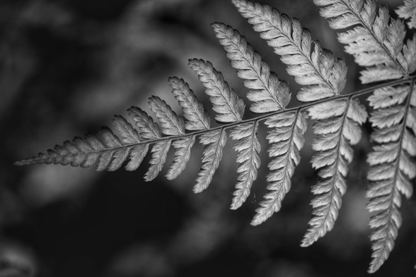 Black and white close-up of a fern leaf with detailed texture.