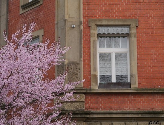 Das Bild zeigt in einem Backsteingebäude ein Fenster mit einer Metallverkleidung im oberen Teil der graubeigen Steinumrandung. Um die Ecke des Hauses wird ein weiteres Fenster nahezu von den Zweigen der rosa blühenden Blutpflaume verdeckt. Ein Stockwerk höher ist nur noch ein Teil der Fensterbank sichtbar. 