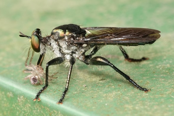 A large robber fly, with a whitish body, a black back and legs with dark wings.