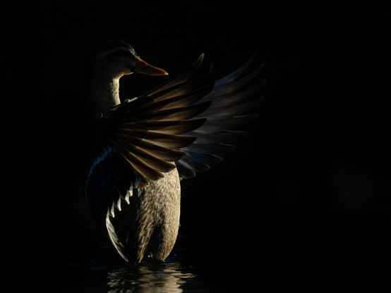 A female mallard reared up out of the water flapping her wings. She’s almost all in shadows but there is light on her belly, rim light around her beak and soft light through her wings.
