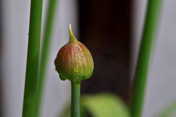 Giant Ornamental Onion Bud with Rain Drops