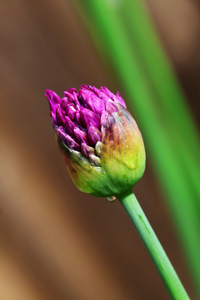Giant Ornamental Onion Bud opening with Rain Drops