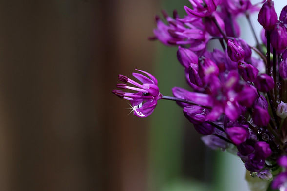 Giant Ornamental Onion Bud with Rain Drop and Sun star