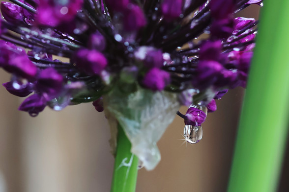Giant Ornamental Onion Bud with Rain Drop and Sun star