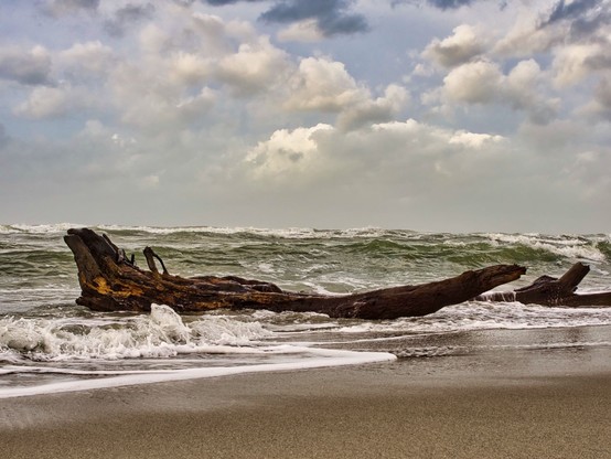 Big tree trunk washed ashore by rough waters. The ocean color is greenish while the cloudy sky has a steel blue hue.