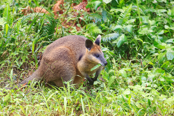 A russet brown wallaby, partially bent over with a large broad blade of grass in her mouth. She had a black face, paws and ears. 