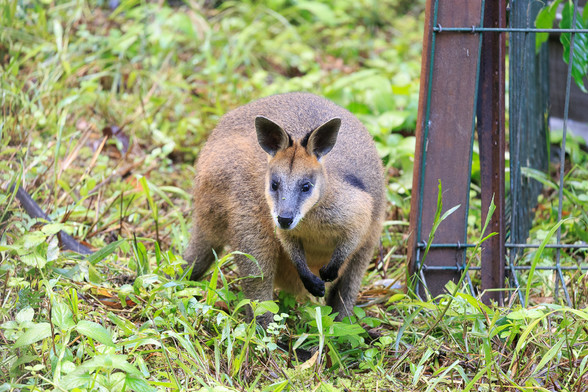 A Swamp Wallaby, turned to face the camera, ears pricked at the sound of the camera shutter. 
