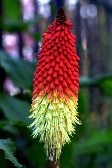 Redhot Poker