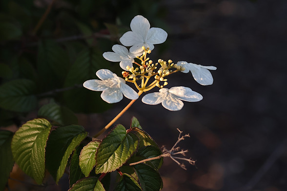 Japanese Snowball Bush
